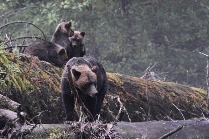 2 Hour Custom Wildlife and Historical Tour - The Guides Make the Difference