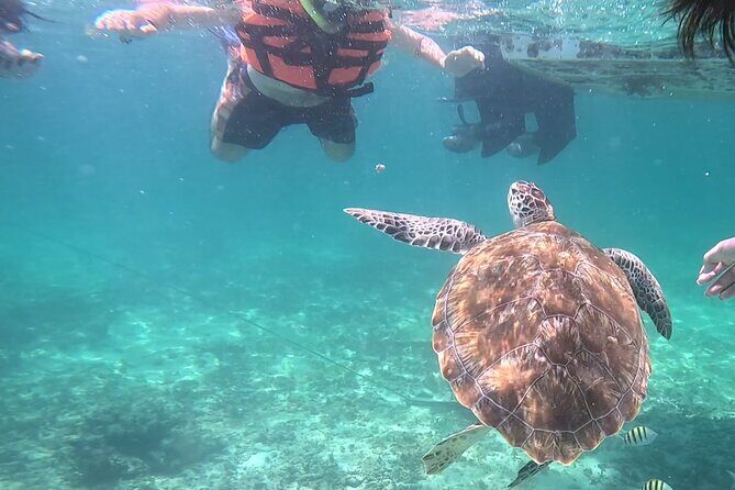2-Hour Snorkeling in Two Spots of Tulum's Reef - What Travelers Say: Authentic Perspectives