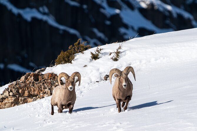 3 Day Wildlife Photography Tour in Yellowstone National Park - The Sum Up