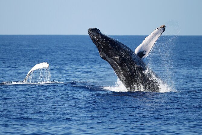 3-Hour Guided Whale and Dolphin Watching Experience in San Diego - Why This Tour Stands Out