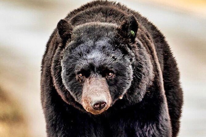 4hr Ketchikan Private custom tour (4 people) Wildlife + More - FAQs