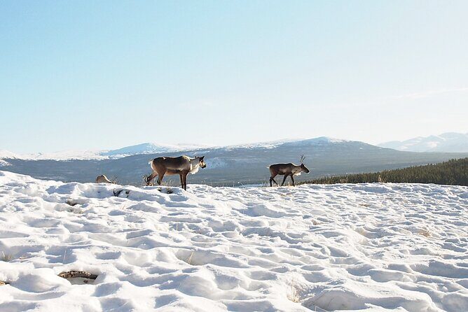 Arctic Day: Yukon Wildlife Half Day Viewing Tour - Wildlife Viewing Experience