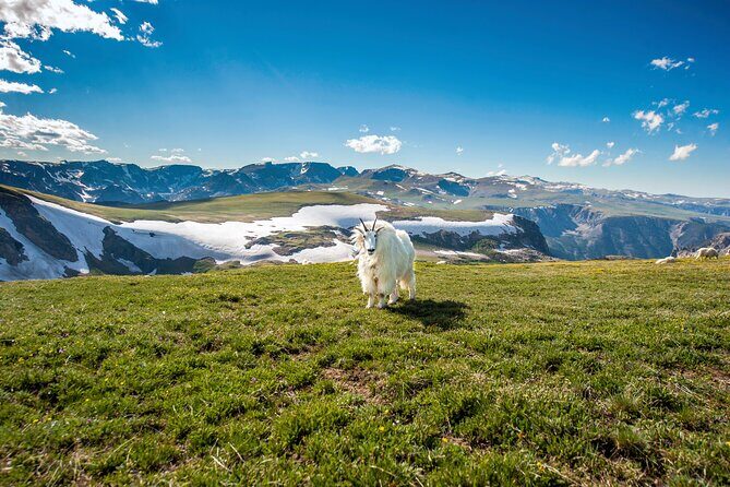 Beartooth Highway Small Group Tour with Wildlife Guide - What’s Included & What’s Not