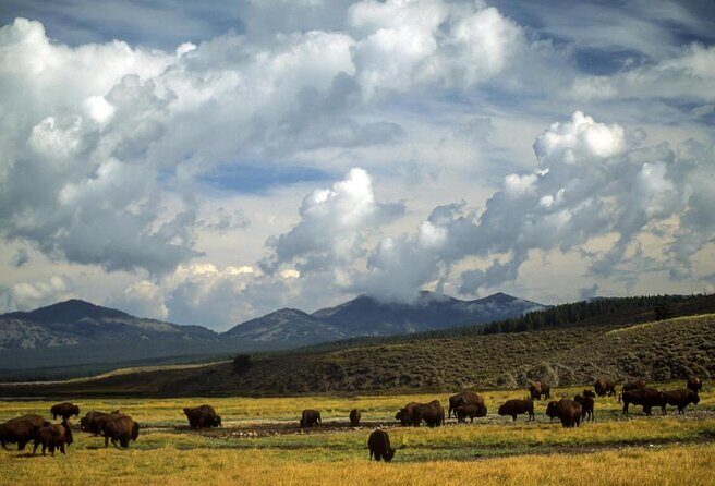 Best of Yellowstone Tour from Paradise Valley - Private Tour - The Sum Up