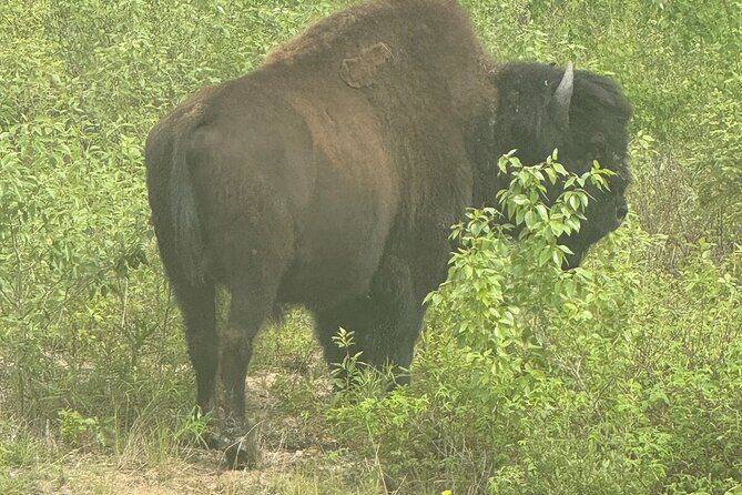 Bison Highway Wildlife Tour - The Value of This Wildlife Tour