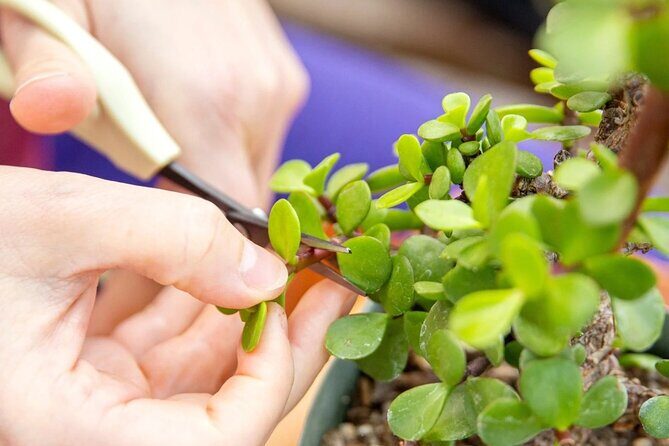 Bonsai Class in San Francisco: Make & Take Home a Bonsai Tree!