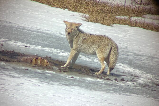 Bozeman Winter Wildlife Safari, Lamar Valley, Burrito and Lunch - Why This Tour Is a Solid Choice