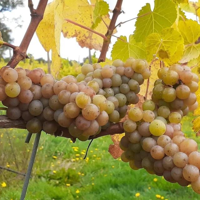 Discover Regenerative Viticulture at Casa Klocker Prambs - Analyzing the Value