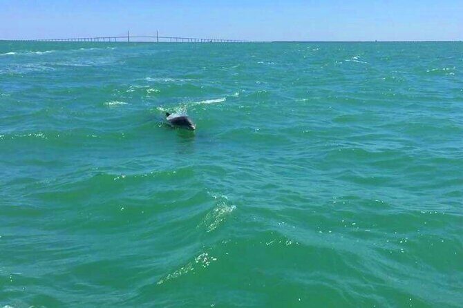 Dolphin Watching boat tour around Anna Maria Island - The Value Proposition: Is It Worth the Cost?