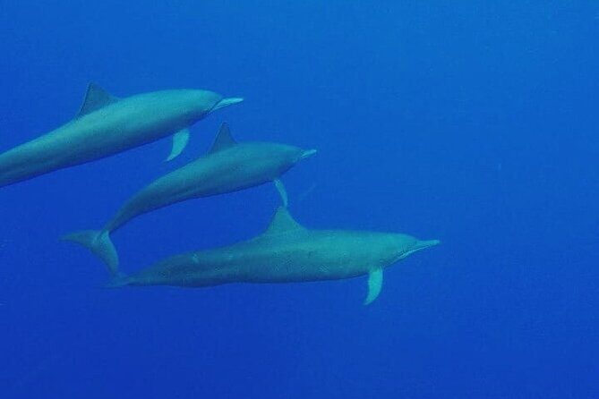 Dolphin Watching in Puerto Escondido - Why This Tour Offers Great Value