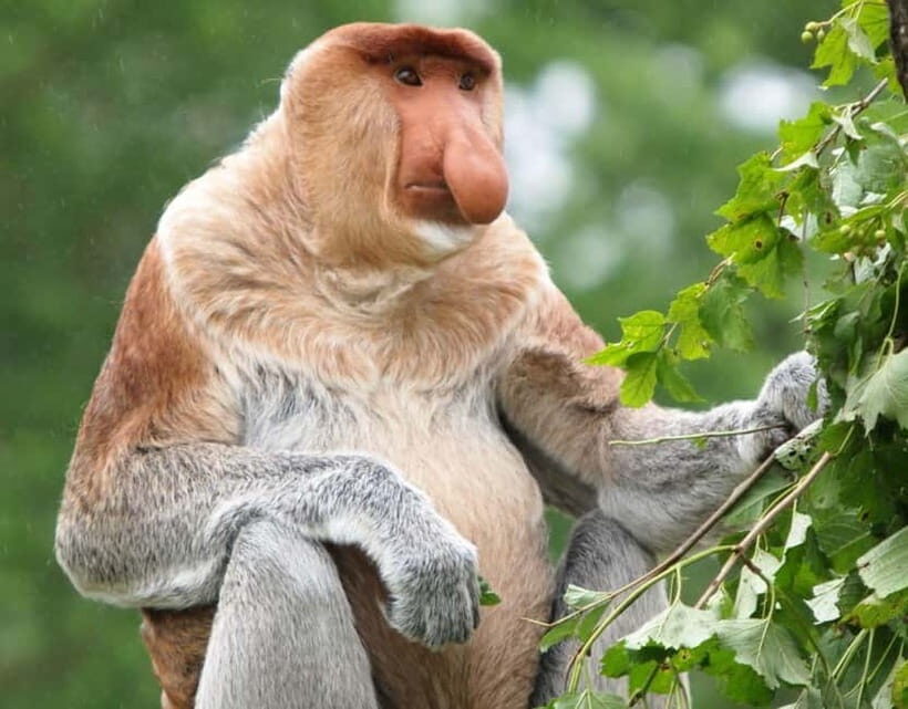 Kota Kinabalu: Mari Mari Village & Bongawan Cruise Package - Deep Dive: What You Can Expect