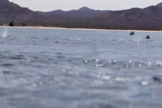La Paz Wildlife Ocean Safari & Beach Club Leisure in La Ventana - An In-Depth Look at the La Paz Wildlife Ocean Safari & Beach Club Tour