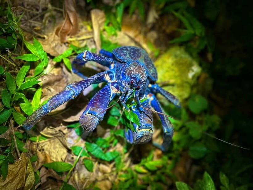 Miyako Island: Stars & Jungle Night Walking Tour - The Sum Up