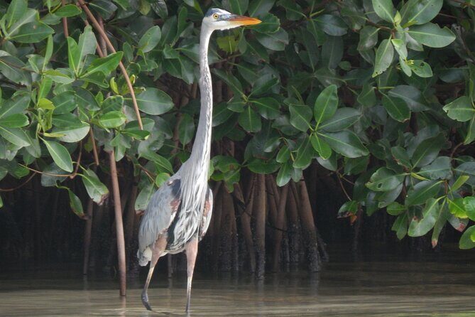 Nichupte Lagoon Wildlife Tour - Why This Tour Offers Good Value