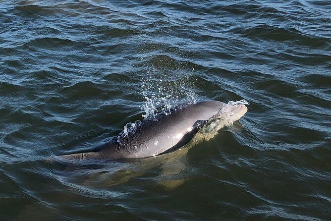 Private Dolphin Watch, Lighthouse and Ecological Boat Tours - What Past Travelers Say