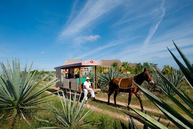 Private Tour: Sotuta de Peon Hacieda Day Trip - FAQ