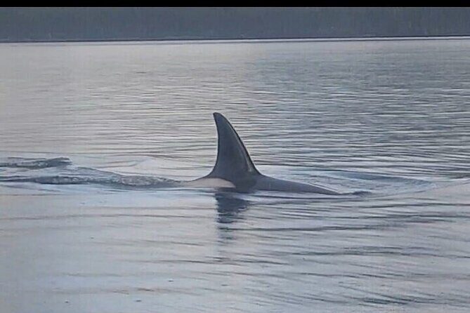 Private Whale and Wildlife Viewing - The Experience in Detail