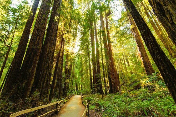 San Francisco to Muir Woods Shuttle - The Itinerary: What to Expect at Each Stop