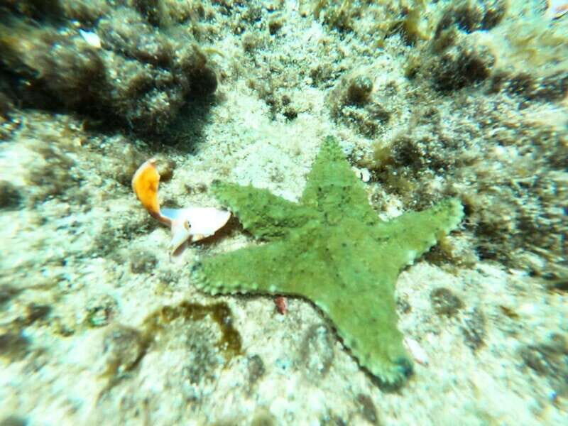 SNORKEL & TEQUILA TASTING - The Itinerary Breakdown