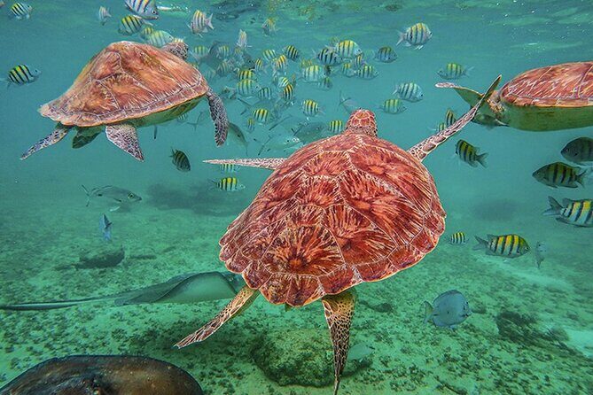 Tulum, Snorkeling with Sea Turtles, Cenote and Beachside Lunch - Why This Tour Delivers Value