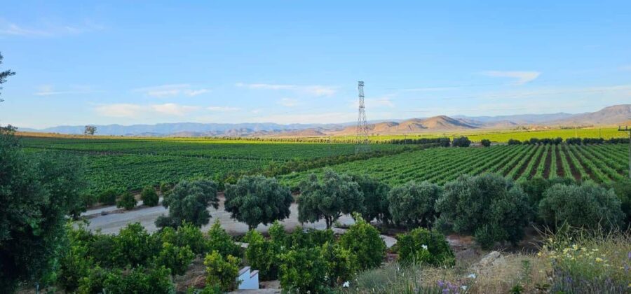 Valle de Guadalupe Tour: Wine Tastings Included - FAQ
