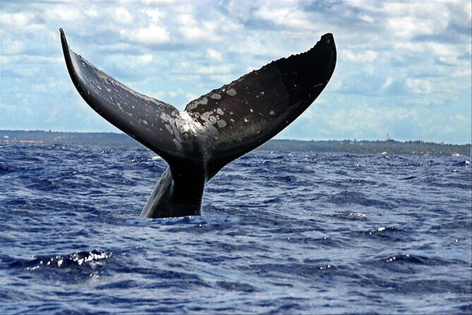 Whale Watching - FAQ: Common Questions Answered