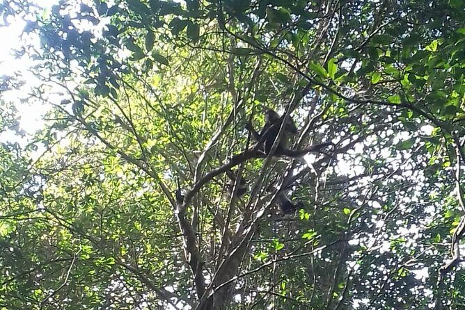 Wild Monkey Adventure (Private, Full Day) - Visiting the Lagoon and Cenote