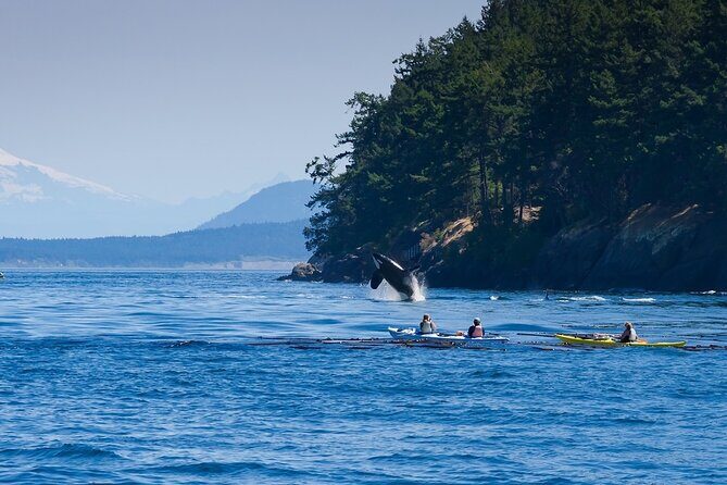 Wildlife Kayak Tour at Fort Flagler State Park - Who Will Enjoy This Tour?