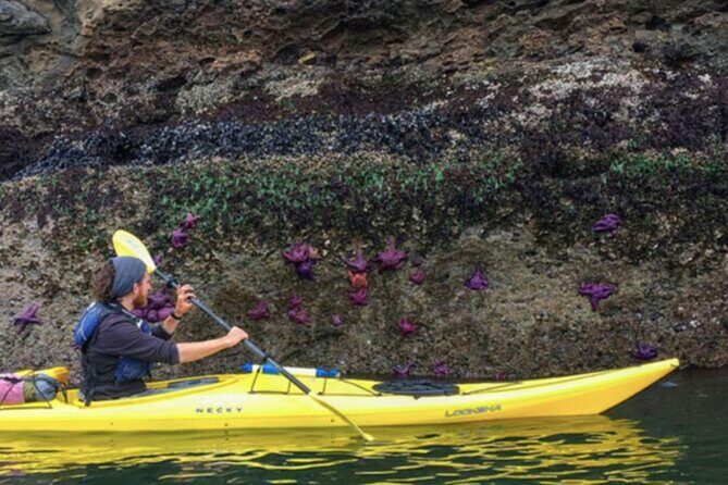 Wildlife Spotting Kayak Adventure on Orcas Island - The Sum Up